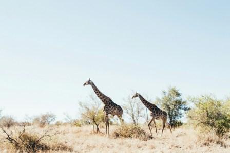 How to plan a trip to South Africa