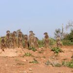 How to plan a trip to South Africa