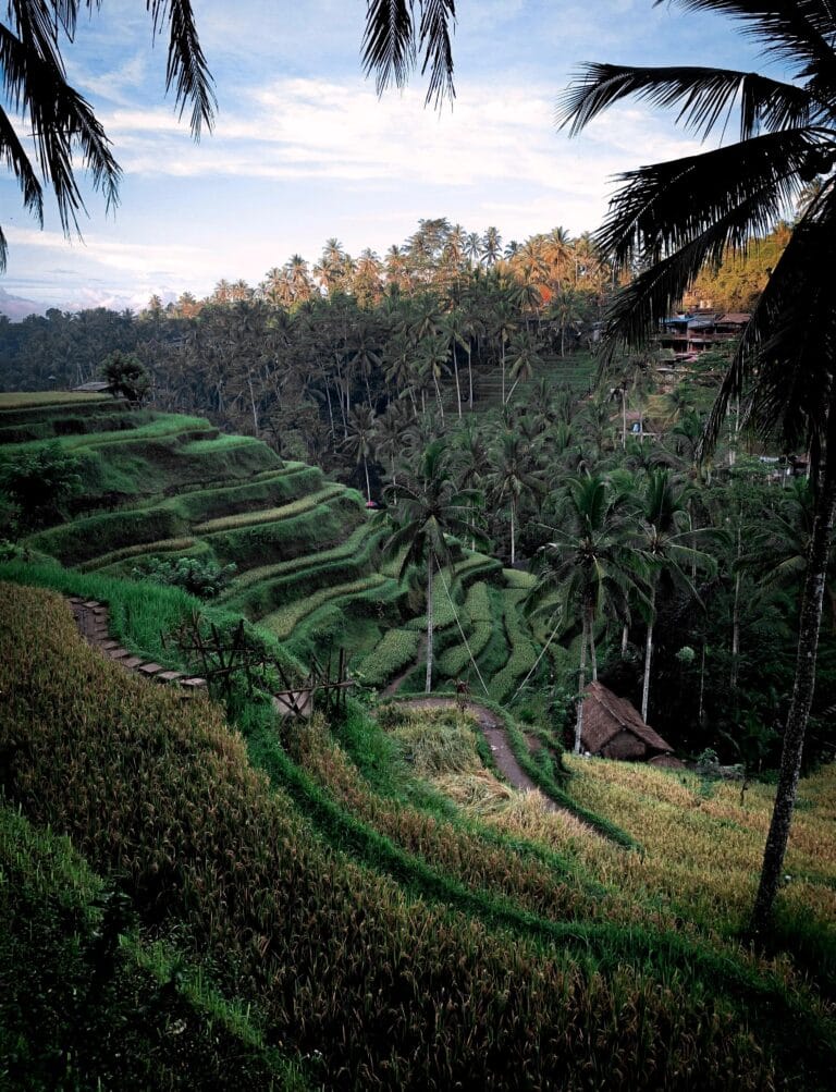 Green rice terraces and palm trees in Bali